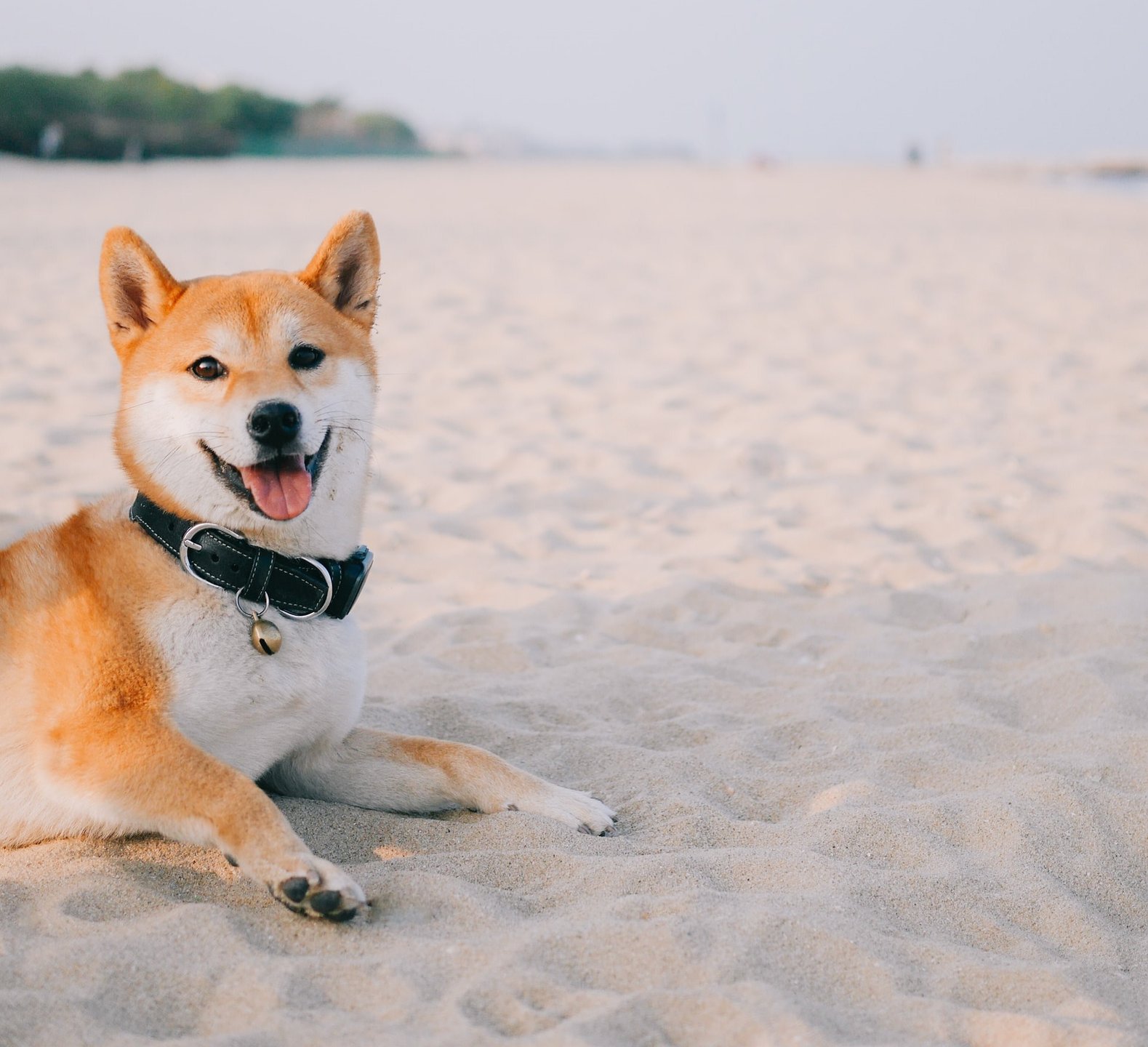 犬 海辺