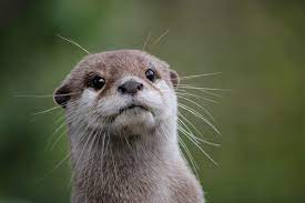 カワウソ