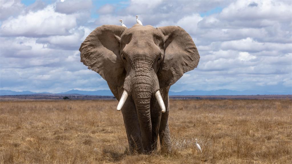 野生動物の写真を上手に撮る７つの秘訣とは？
