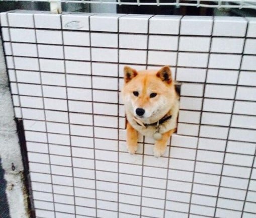 道端でこんにちは