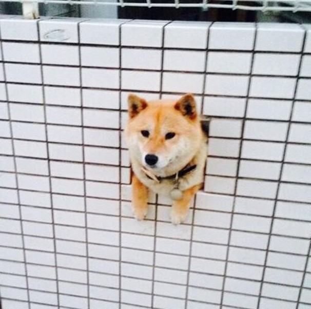 大爆笑！Twitterで流行ったおもしろ画像まとめ