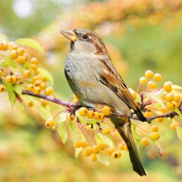 野鳥撮影のプロが教える！撮り方のコツとポイント