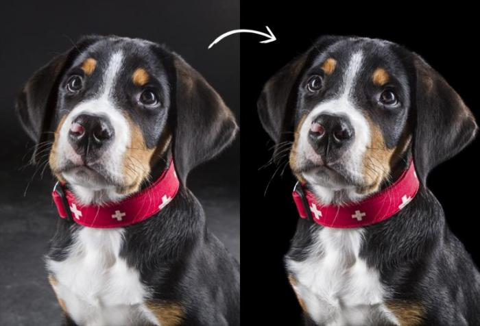 Hund vor und nach dem Bild schärfen mit Photoshop
