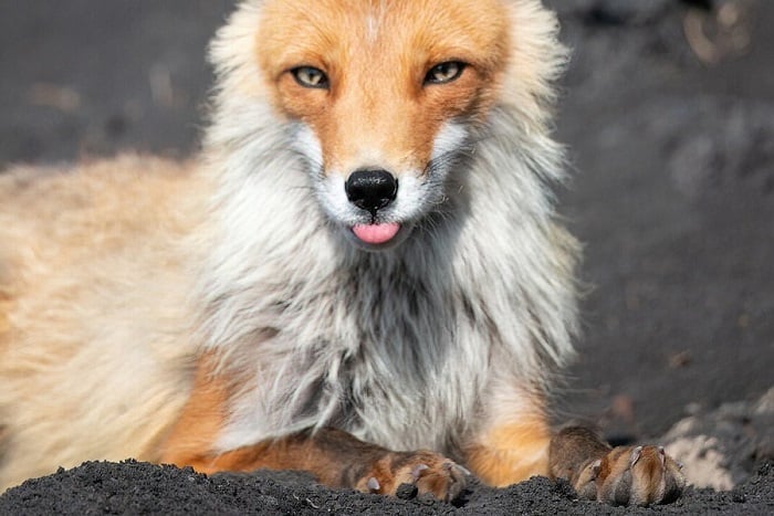 denoise-fox-photo