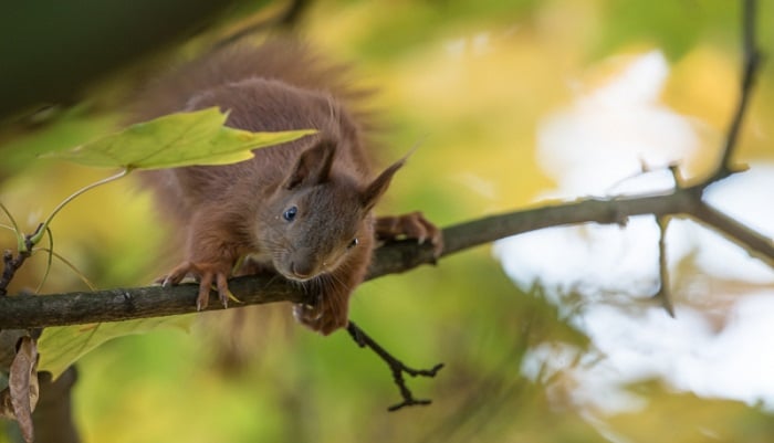 original-squirrel1