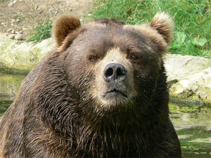 BearFaceReal