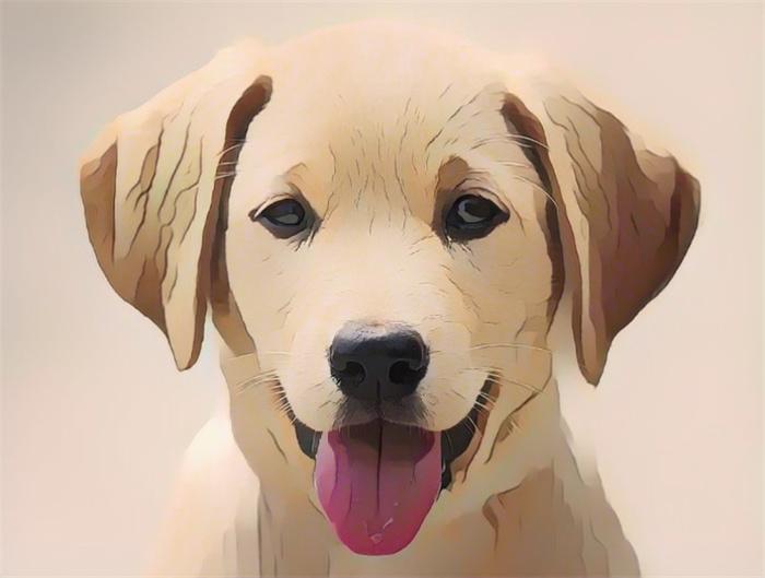 cartoonizeDogFace