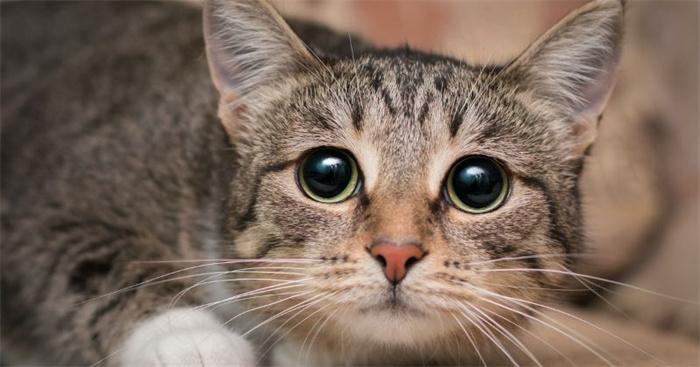 CatFaceReal