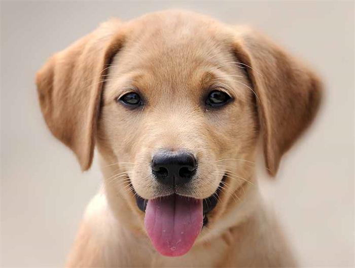 DogFace