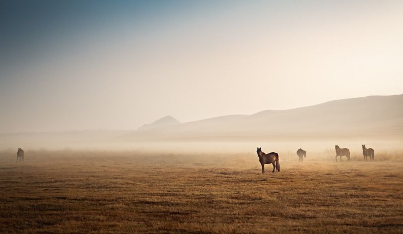 Fog Photography Tip 1
