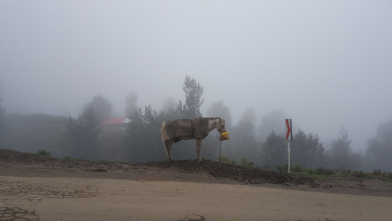 Best Fog Photo Example 5