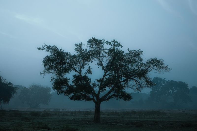 Best Fog Photo Example 7