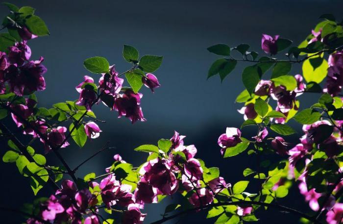 beautiful flower photograph