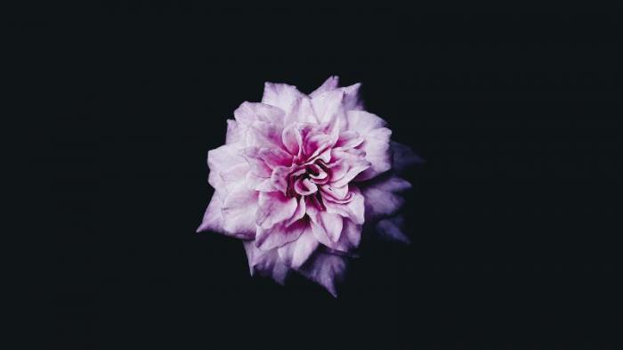 beautiful flower photograph