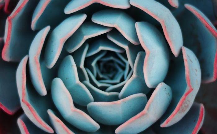 beautiful flower photograph