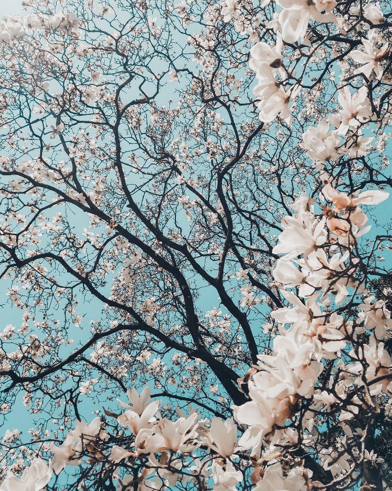 beautiful flower photograph