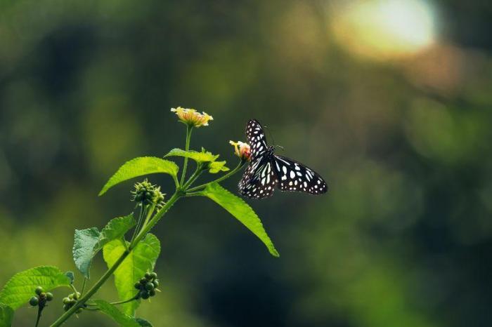 beautiful flower photograph