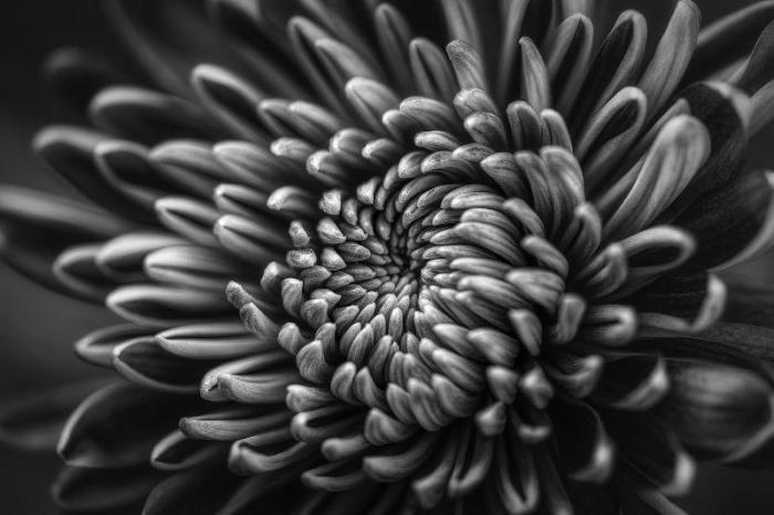 beautiful flower photograph