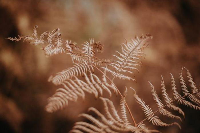 VanceAI-What is the sepia color on your photo
