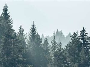 thick foggy forest