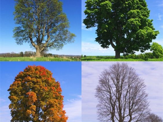 different seasons