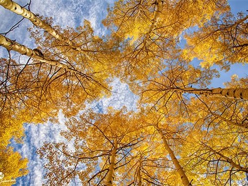 different angles of forest
