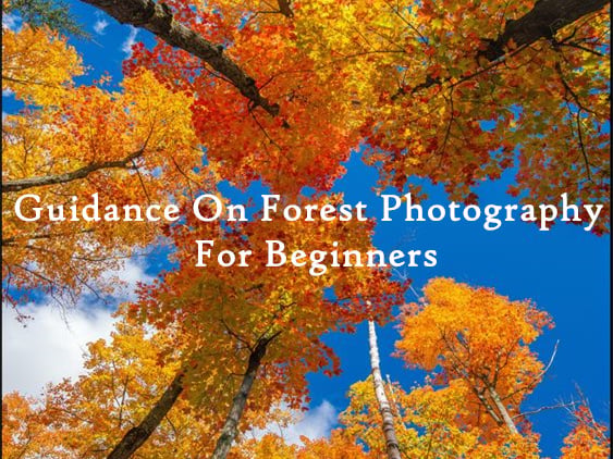 Guidance On Forest Photography For Beginners