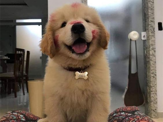 images of pets