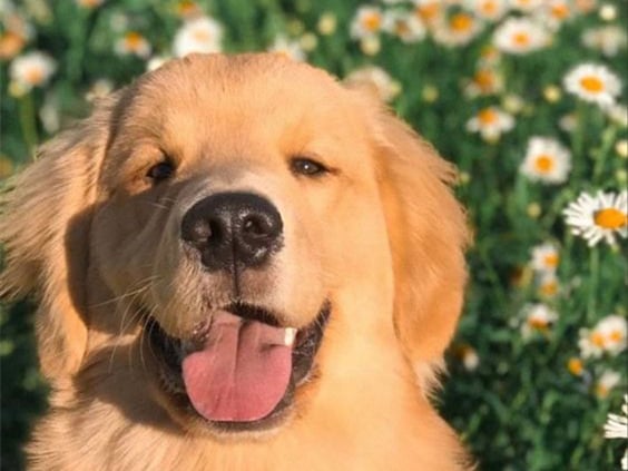 images of pets