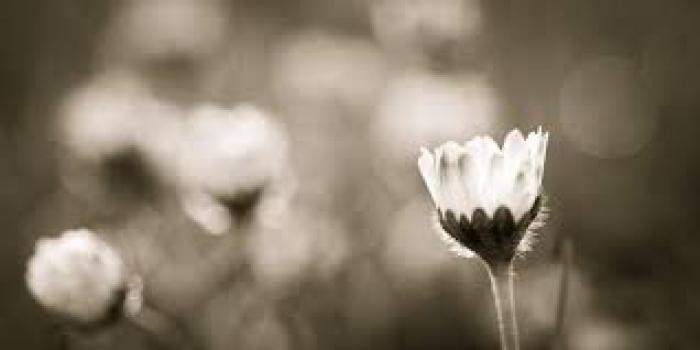 Monochromatic Photography tips:filter.