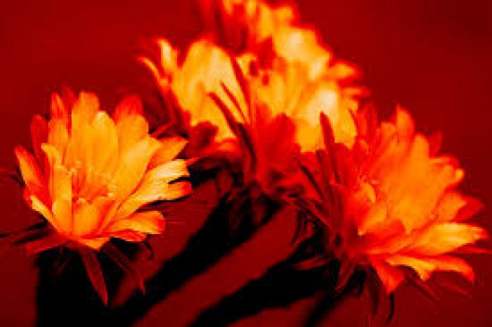 Monochromatic Photography tips:right time.