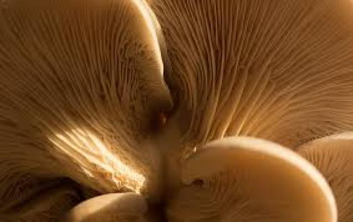 Monochromatic Photography tips:light.