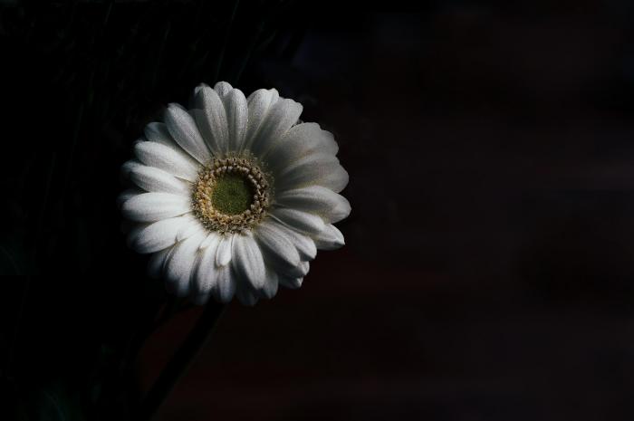 An example of Falsh photography.