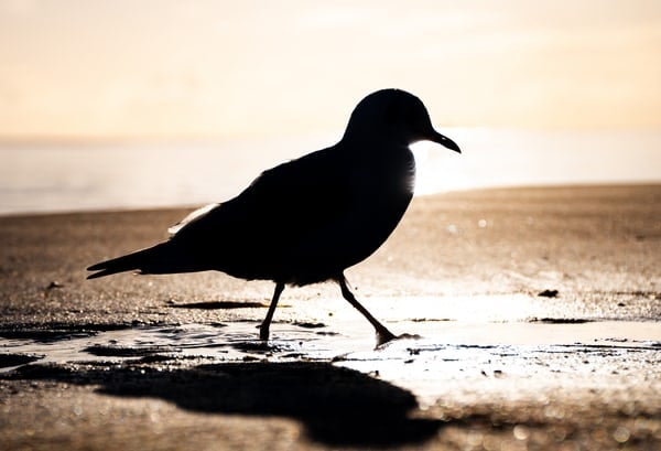 backlighting photography examples