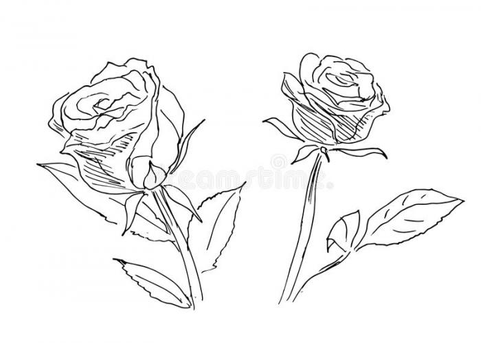 Hand Sketch Two Roses Stock Illustrations – 99 Hand Sketch Two Roses Stock Illustrations, Vectors & Clipart - Dreamstime