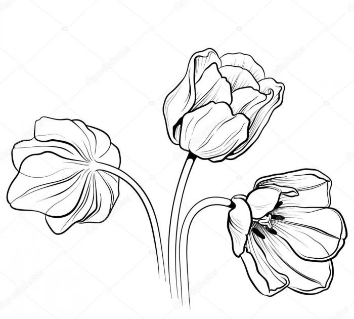 Tulips 02 Stock Vector Image by ©arhmarina #69700903