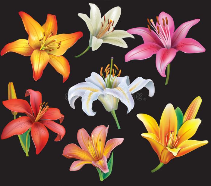 Lilies Heads Stock Illustrations – 8 Lilies Heads Stock Illustrations, Vectors & Clipart - Dreamstime