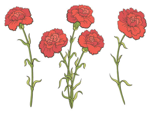 200 Cartoon Of The Flower Arrangements With Carnations Illustrations & Clip Art - iStock