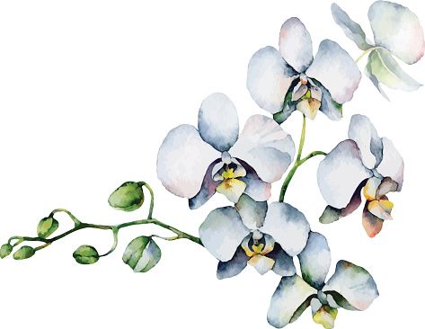 Single orchid isolated on white background. EPS 9 vector illustration | Watercolor flower illustration, Orchid illustration, Watercolor flowers