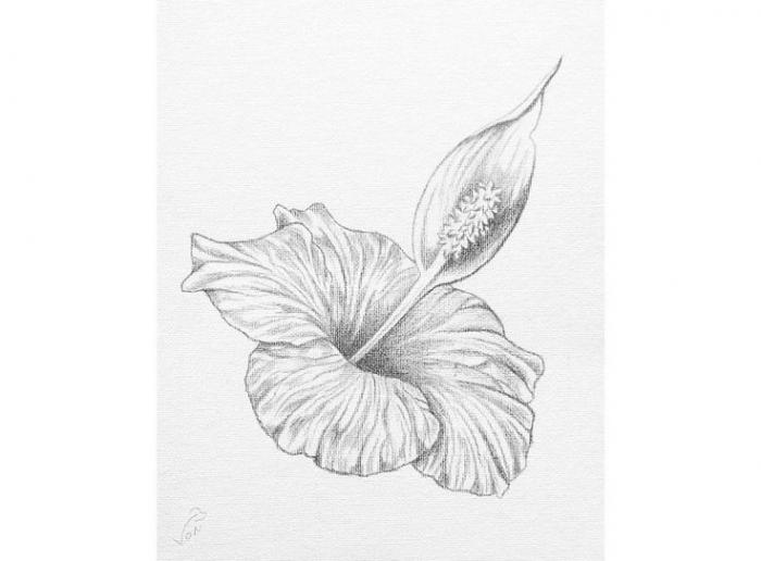 8 X 10 Vonflora Hibiscus Peace Lily Pencil Drawing Hibiscus | Etsy | Drawings, Floral oil paintings, Hibiscus drawing
