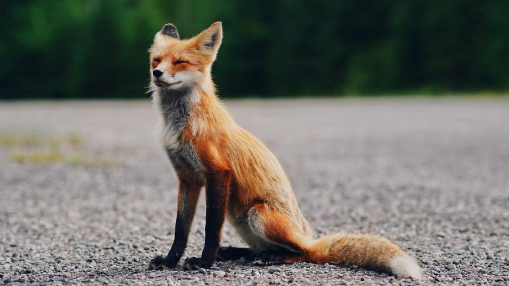 Tips and Tricks: How to Fix an Out-of-Focus Picture
