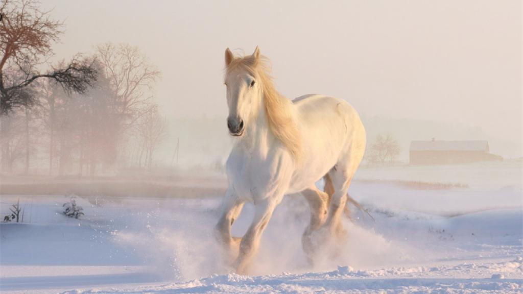 Best 10 Snow Picture Ideas and Tips