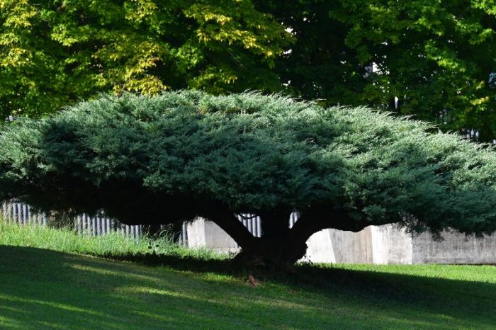 Big image of a tree