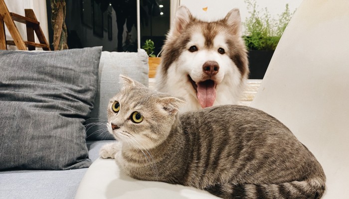 images of pets