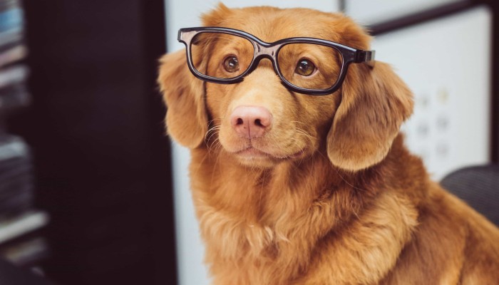 images of pets