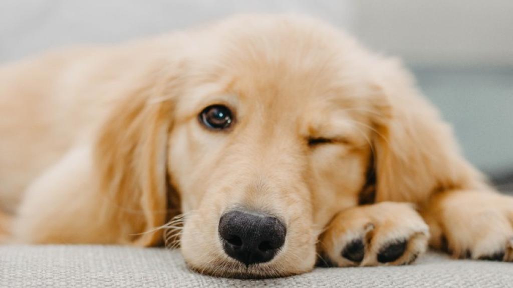 Pets on Point: Best 10 Pet Photo Ideas