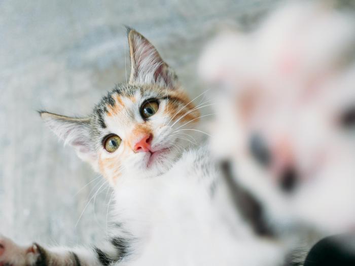 A cute kitty